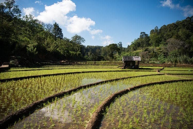 Bolsa para mestrado em economia agrícola na Alemanha do DAAD na Universidade de Hohenheim