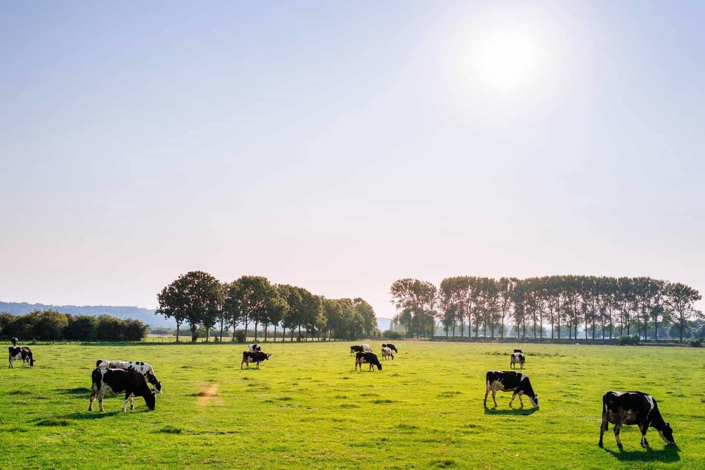 EMABG: pós-graduação em melhoramento genético animal com bolsa Erasmus