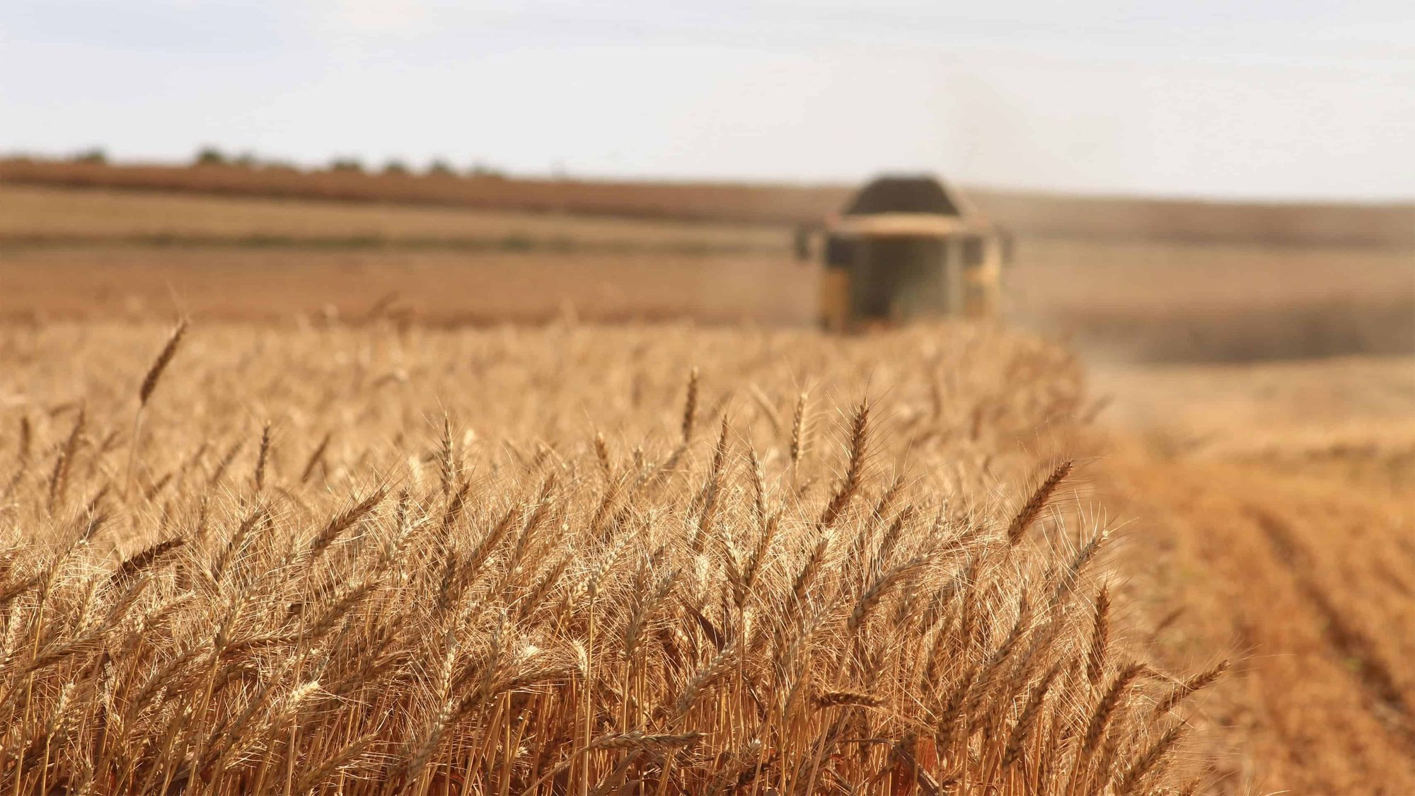 Doutorado em agricultura: programa CAPES-Purdue oferece oportunidade para pesquisadores brasileiros nos EUA